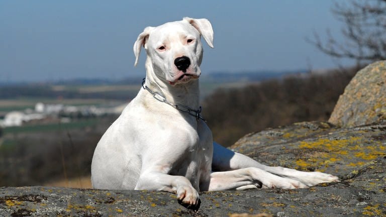 Dogon Argentino