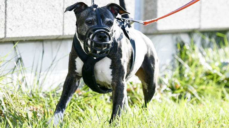 American Staffordshire Terrier