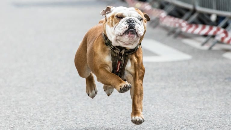 Bulldogge