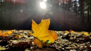 Ein herbstlich verfärbtes Blatt liegt in einem Wald bei Freiburg in der Sonne.