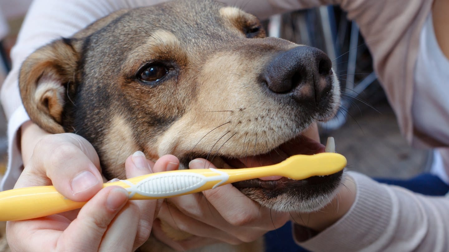 Zahgesunheit bei Haustieren: Hund bekommt die Zähne geputzt