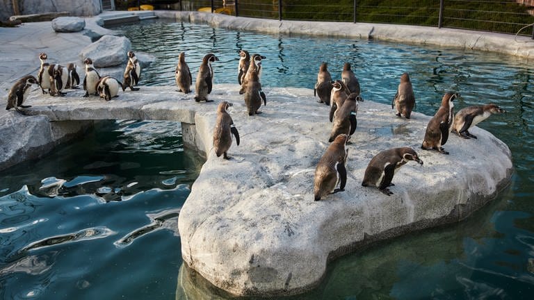 Die Pinguine im Luisenpark Mannheim sind Publikumslieblinge auf der BUGA 23.