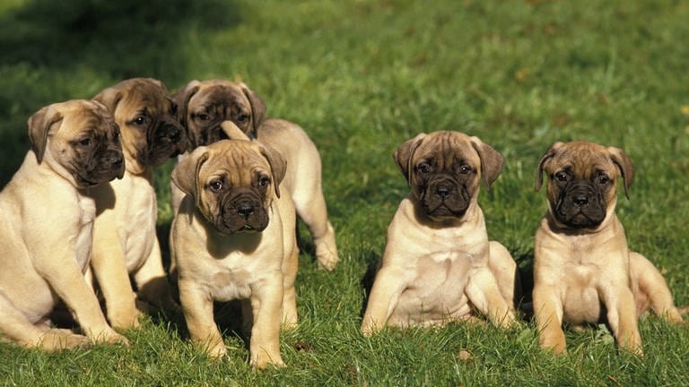 Bullmastiff