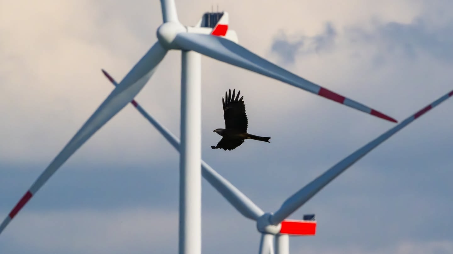 Ein Rotmilan (Milvus milvus) fliegt vor einem Windenergiepark mit mehreren Windrädern.