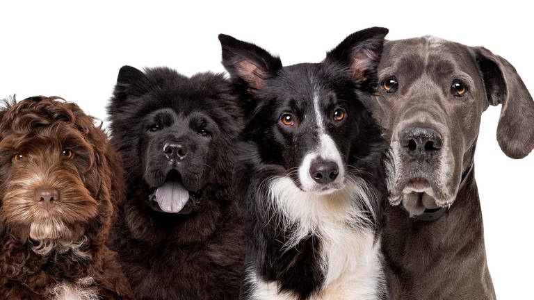 Viele Hunde unterschiedlicher Rassen sitzen nebeneinander. 