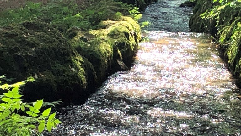 Natur im Hotzenwald. Wir haben Wanderungen rund um den Bodensee oder die Schwäbische Alb gesammelt.