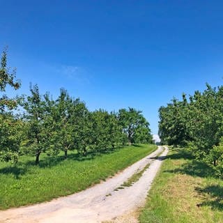 Ein Schotterweg führt zwischen grünen Bäumen auf einer Streuobstwieder hindurch. Der Wanderweg Gültstein bei Stuttgart in Baden-Württemberg lohnt sich für einen Ausflug. Wir haben Wanderungen rund um den Bodensee oder die Schwäbische Alb gesammelt.