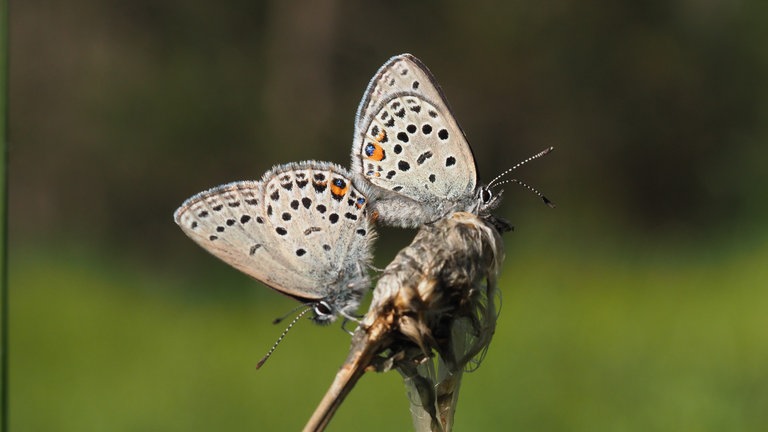 Hochmoor-Bläulinge, Schmetterling aus der Familie der Bläulinge.