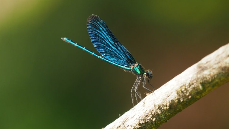 Eine Prachtlibelle, auf Latein Calopteryx virgo, sitz auf einem Ast. 