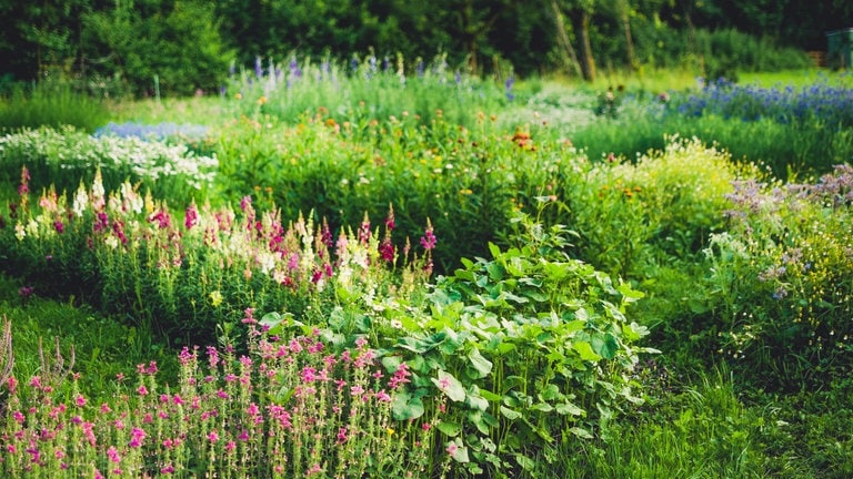 Caroline Wolfs Garten. "Slowflowers": das bedeutet "langsame Blumen" und bezeichnet eine Bewegung, die auf regionale, naturnah angebaute Schnittblumen setzt, egal, ob am Kaiserstuhl, bei Karlsruhe oder an der Donau. Caroline Wolf aus Bad Boll ist eine der Slowflower Blumenkünstler.