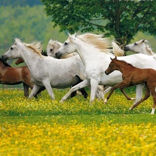 Die Silberne Herde Marbachs mit ihren Fohlen auf den Weiden des Haupt- und Landgestüts Marbach.