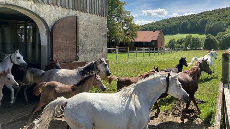 Der perfekte Tag mit SWR1 im Haupt- und Landgestüt Marbach: 