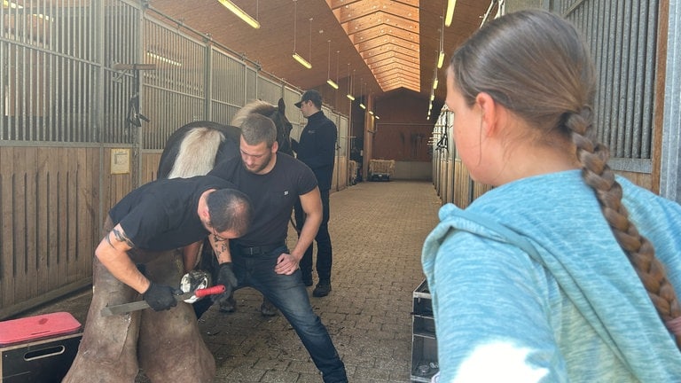 Der perfekte Tag auf dem Haupt- und Landgestüt Marbach: Interessiert beobachtet Laetitia Hufschmied  Kai und die Azubis Eric und Younes bei der Arbeit: Sie beschlagen ein Schwarzwälder Kaltblut.