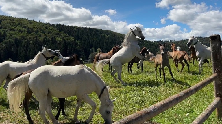 Der perfekte Tag mit SWR1 im Haupt- und Landgestüt Marbach: Die Araberstuten und ihre Fohlen auf der Koppel. Eine Stute steht auf ihren Hinterläufen.