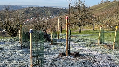 Allmenden Stuttgart Uhlbach