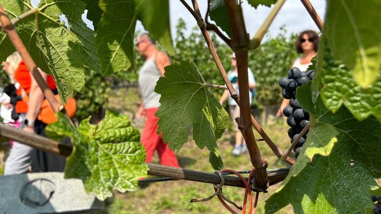 Martin aus Freiburg, Ursula aus Heidelberg und Cornelia aus Heilbronn haben die SWR1 Pfännle Weinwanderung gewonnen. Was sie erlebt haben, zeigen wir euch hier.