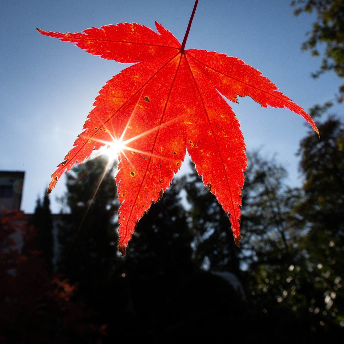 Herbstlaub - Warum Wird Alles Bunt? - SWR1 RP - SWR1