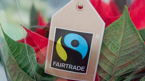 Ein Fairtradesiegel an einer Topfblume