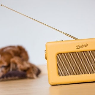 Hund hört Radio