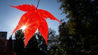 Ein rotes Blatt an einem Baum