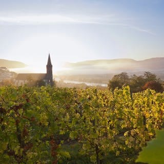 Weinregion Mosel im Herbst