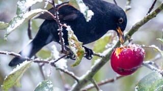 Amsel mit Apfel und Schnee