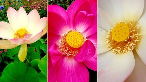 Lotusblüten