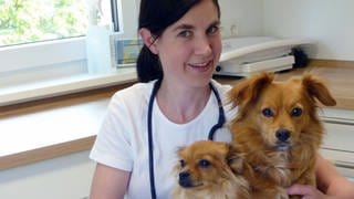 Tierärztin Dr. med. vet. Daniela Mamić, Azt, Hundebiss