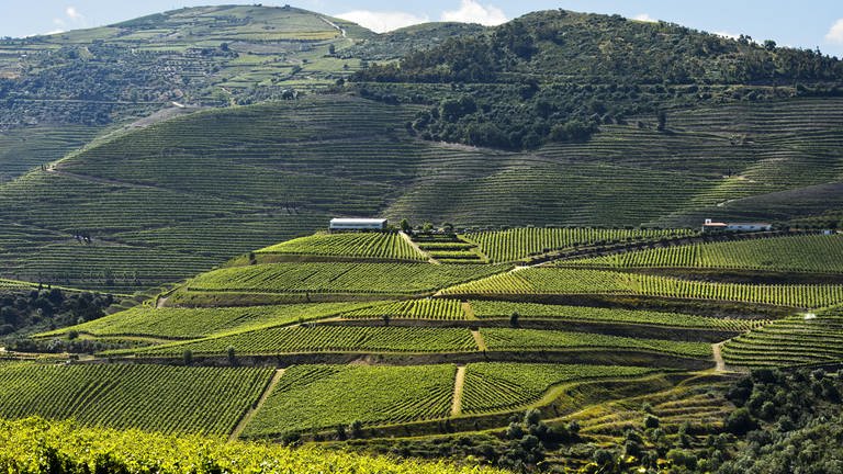 Im Dourotal im Norden Portugals wird viel Wein angebaut. 