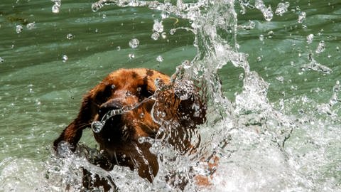 Hund im Wasser  | So helfen Sie Ihren Haustieren bei großer Hitze