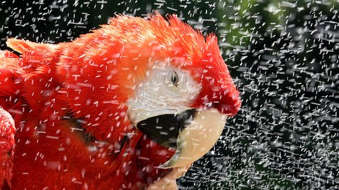 Papagei genießt Wasserdusche | So helfen Sie Ihren Haustieren bei großer Hitze