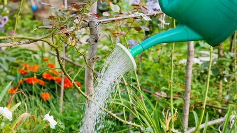 Gießkanne im Garten | So bewässern Sie Ihren Garten richtig