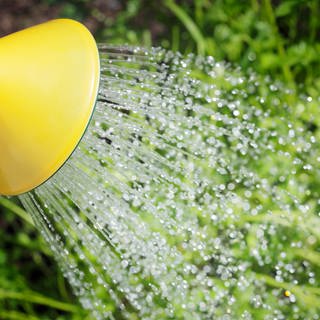 Wasser fließt aus einer Gießkanne | So bewässern Sie Ihren Garten richtig