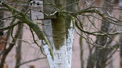 Baum mit Anstrich im Winter | So schützt Kalkfarbe Bäume vor Sonnenbrand