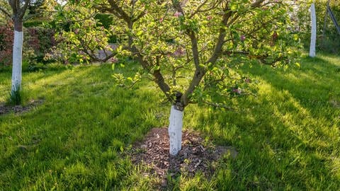 So schützt Kalkfarbe Bäume vor Sonnenbrand