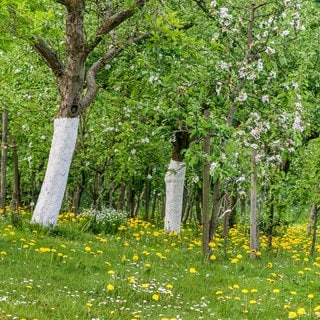 So schützt Kalkfarbe Bäume vor Sonnenbrand | Weiß angestrichene Bäume auf einer Wiese