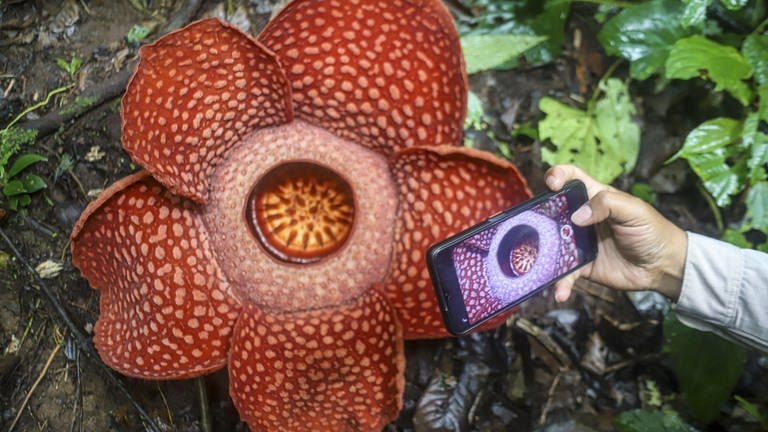 16. September: Die gefährdete Rafflesia Arnoldii-Blume ist die Pflanze mit der größten Blüte der Welt, endeckt im Palupuah-Wald in Indonesien. Die Blüte kann einen Durchmesser von mehr als einem Meter bekommen, sieht toll aus, aber stinkt fürchterlich. Da sie selbst keine Photosynthese betreibt, ernährt sie sich als Parasit von anderen Pflanzen.