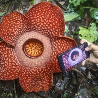 16. September: Die gefährdete Rafflesia Arnoldii-Blume ist die Pflanze mit der größten Blüte der Welt, endeckt im Palupuah-Wald in Indonesien. Die Blüte kann einen Durchmesser von mehr als einem Meter bekommen, sieht toll aus, aber stinkt fürchterlich. Da sie selbst keine Photosynthese betreibt, ernährt sie sich als Parasit von anderen Pflanzen.