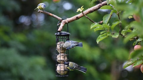 Tieren im Garten Schutz bieten - Blaumeisen