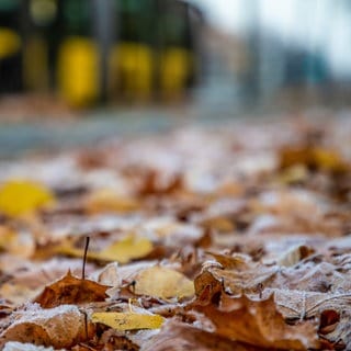 Auf vereistem Laub besteht die Gefahr, auszurutschen. | Wer muss Herbstlaub beseitigen?