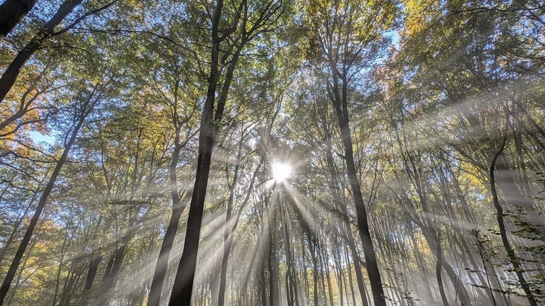 Herbstfoto von Daniel Stanke aus Andernach - Sonne scheint durch den Wald