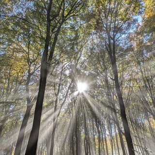 Herbstfoto von Daniel Stanke aus Andernach - Sonne scheint durch den Wald