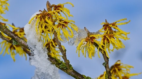 So belebt ihr Garten und Balkon im Winter: Die Zaubernuss blüht auch im Winter 