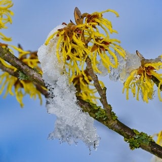 So belebt ihr Garten und Balkon im Winter: Die Zaubernuss blüht auch im Winter 