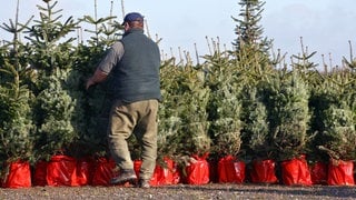 Ein Mann stellt Weihnachtsbäume in roten Töpfen nebeneinander auf | Weihnachtsbaum zum Ausleihen: Wie nachhaltig sind Weihnachtsbäume zum Mieten?