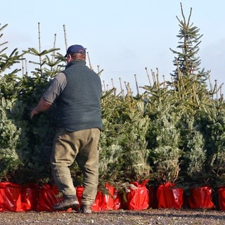 Ein Mann stellt Weihnachtsbäume in roten Töpfen nebeneinander auf | Weihnachtsbaum zum Ausleihen: Wie nachhaltig sind Weihnachtsbäume zum Mieten?