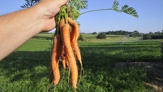 Darum ist Wintergemüse gesund