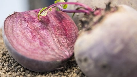 Rote Beete | Darum ist Wintergemüse gesund