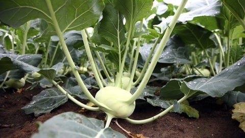 Kohlrabi | Darum ist Wintergemüse gesund