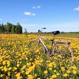 Ab aufs Rad: Alles zum Start in die Fahrradsaison